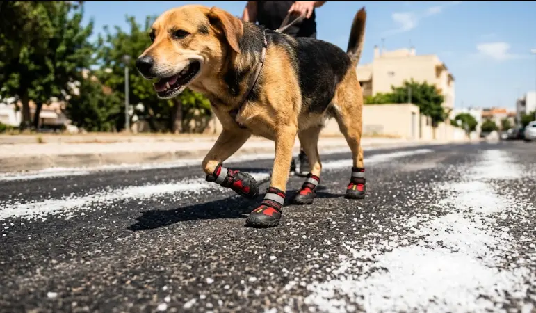 Las Mejores Botas para Perros en 2026: Protege sus Patas del Asfalto Caliente y la Sal