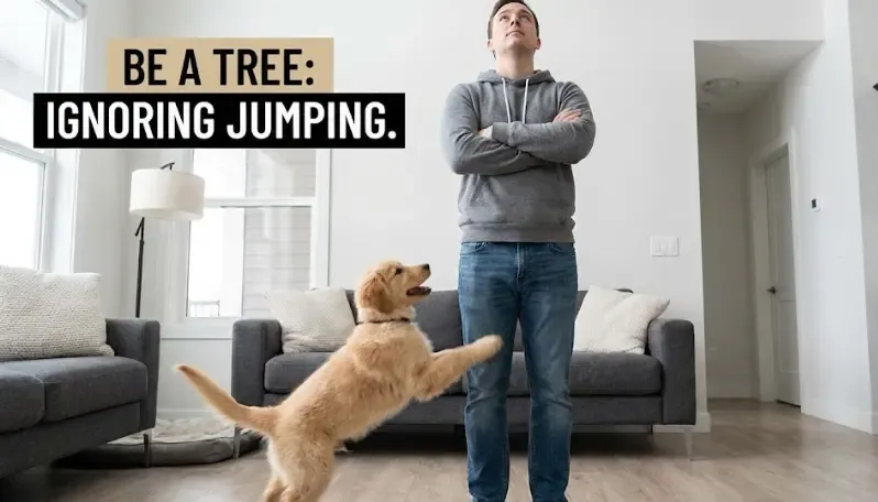 Dueño ignorando a un cachorro saltarín cruzándose de brazos