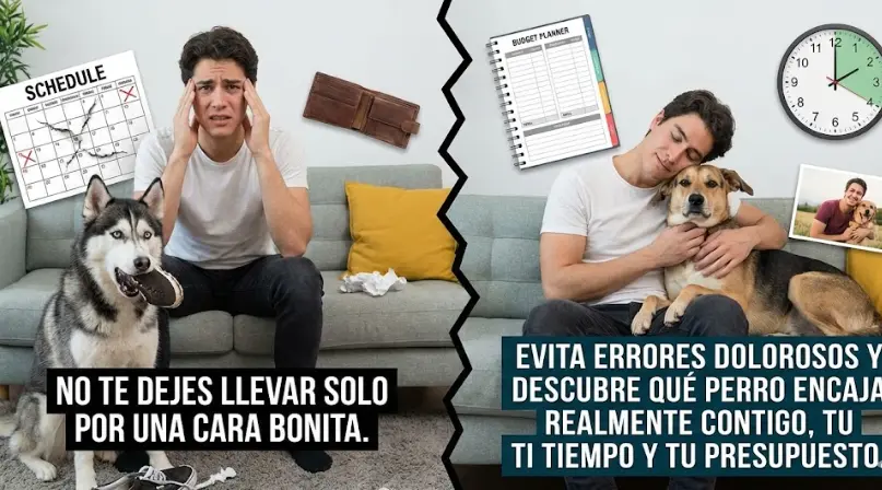 ¿Cuál es tu Perro Ideal? Guía Definitiva para Elegir Raza Según tu Estilo de Vida