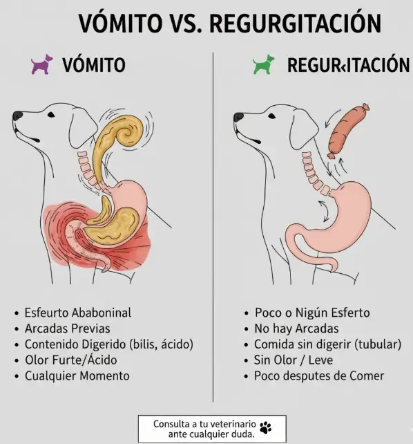 Comparativa visual ilustrada entre un estómago expulsando comida (vómito) y un esófago bloqueado (regurgitación)
