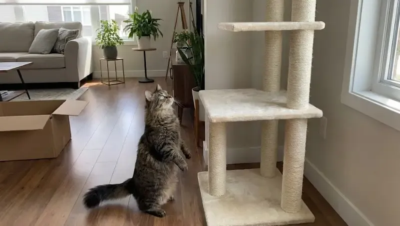 Gato mirando con interés un árbol rascador nuevo en el salón