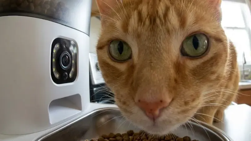 Gato mirando con curiosidad la cámara del comedero automático