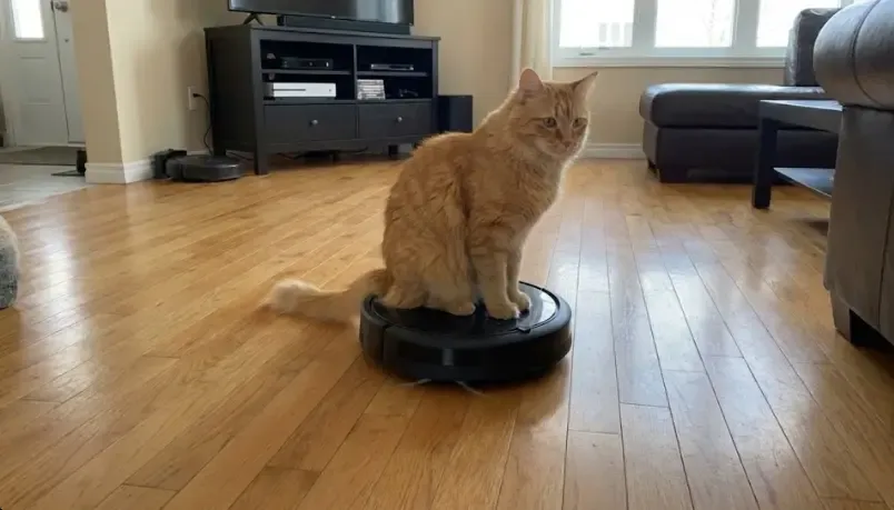 Gato sentado encima de un robot aspirador en movimiento