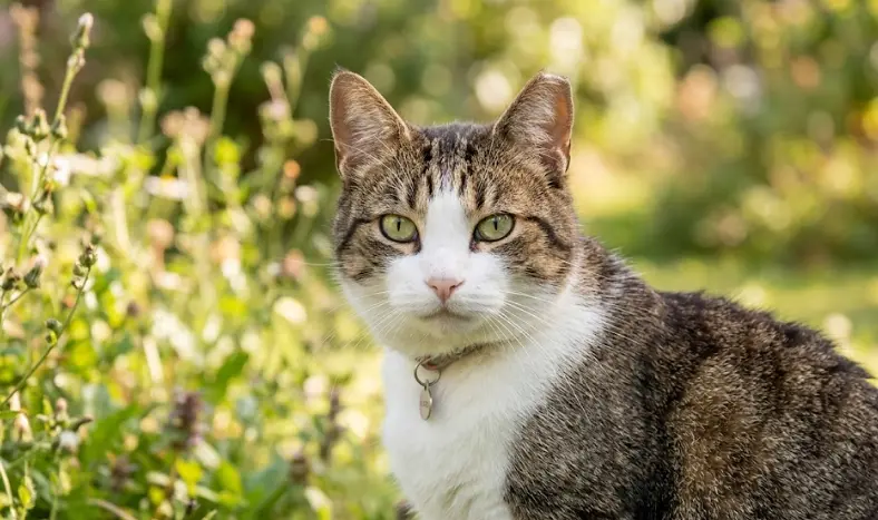 Esterilizar a un gato: precio, beneficios y cómo eliminar el marcaje (guía 2026)