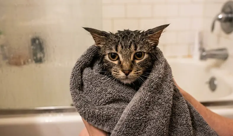 ¿Se Debe Bañar a un Gato? La Verdad, Mitos y 4 Excepciones Médicas