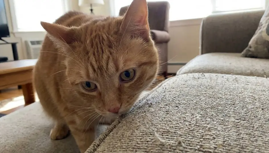 ¿Por Qué Mi Gato Hace Pipí Fuera del Arenero? Soluciones Definitivas