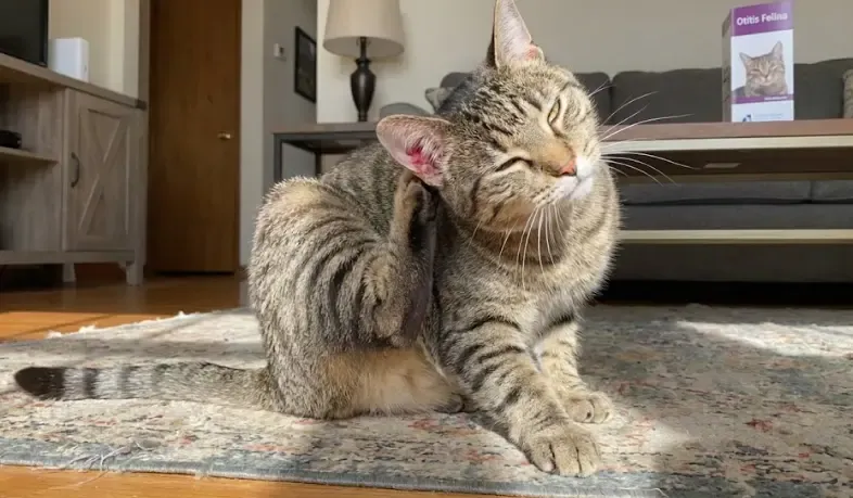 Gato rascándose la oreja con insistencia por molestia