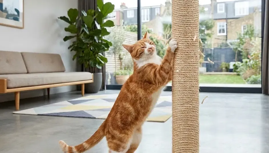 Gato rascando felizmente un poste rascador de sisal en un salón moderno