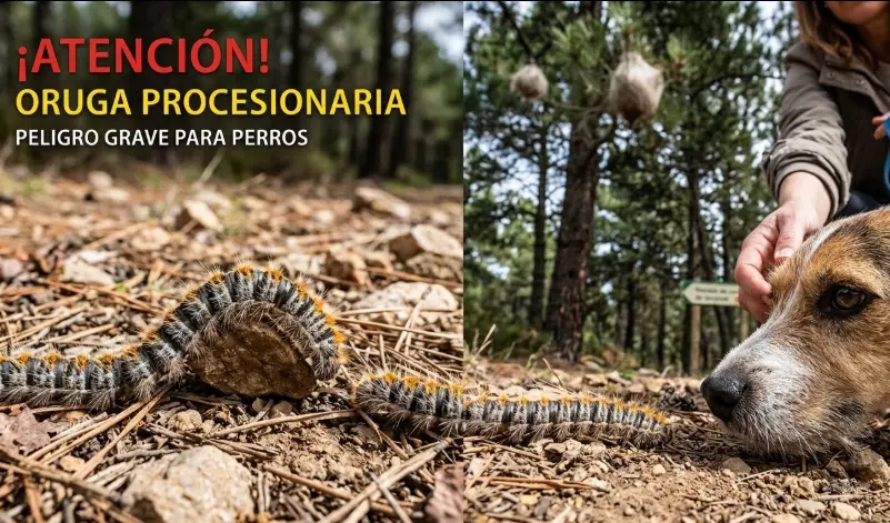 Oruga Procesionaria: Peligro Mortal para tu Perro y Reacción de Urgencia