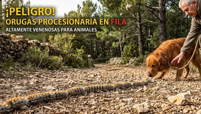 Fila de orugas procesionarias caminando por el suelo del bosque cerca de un perro
