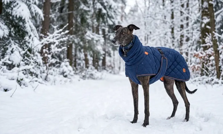 Ropa para Perros: Abrigos y Chubasqueros, ¿Necesidad o Moda? Guía Completa 2026